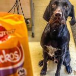 Dog Treats - Site Visits