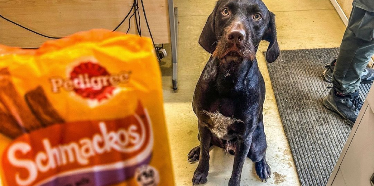 Dog Treats - Site Visits